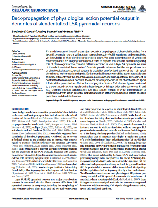Backpropagation of realistic action potential output along apical and basal dendrites of slender-tufted L5A pyramidal neurons.