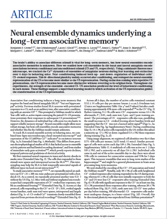 Neural dynamics underlying a long-term associative memory.