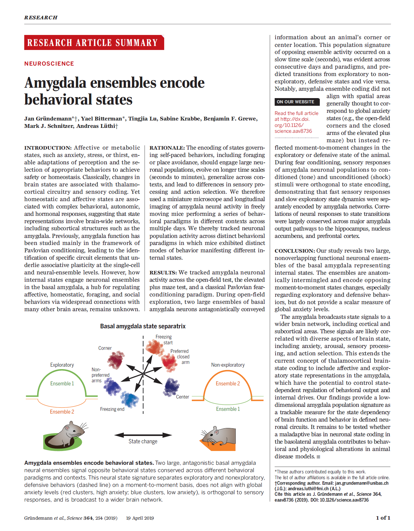 Amygdala neuronal ensembles dynamically encode behavioral states.